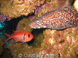 Spotted Moray by Claudius Fevriere 